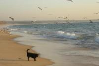 Португалия, Кошта Капарика. История вторая. Про рыбаков и их собак
